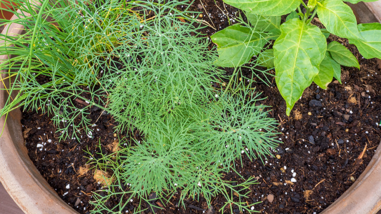 Clay planter with dill, chives, and pepper plant