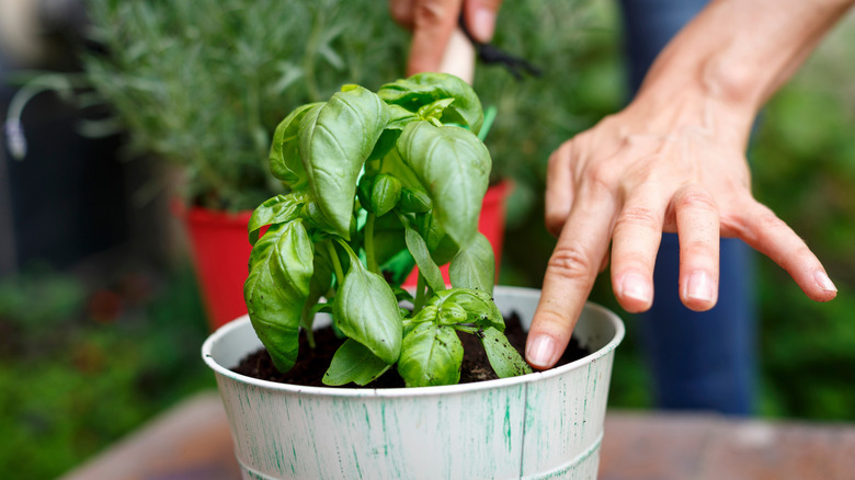 Hands trimming a potted basil plant