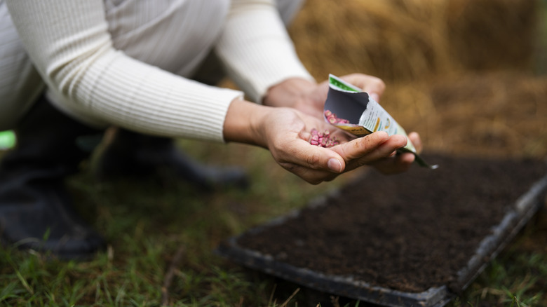 A gardener sows seeds in a tray outside.