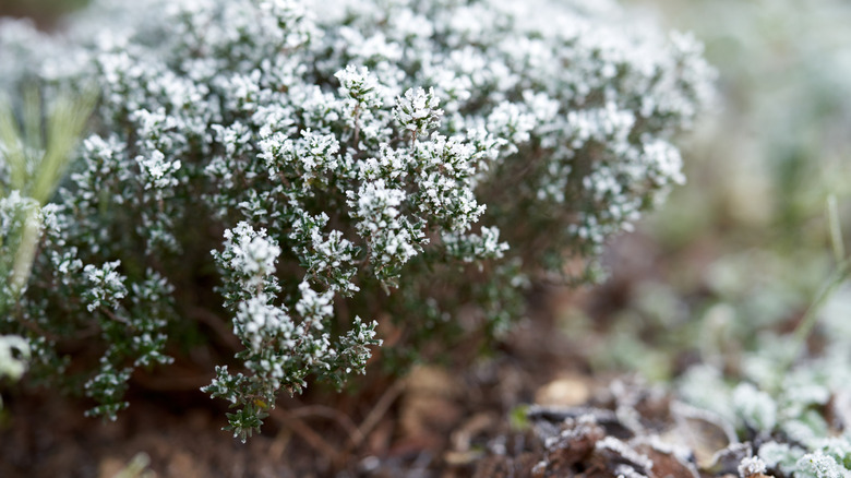 A thyme plant grows outdoors in snow.