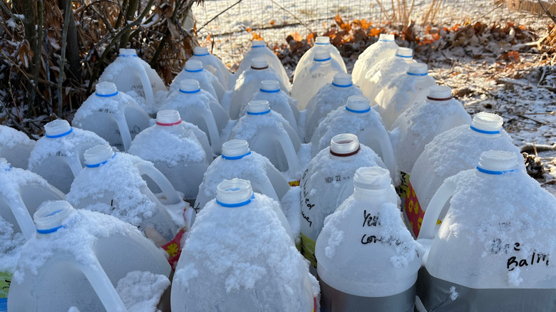 A set of old milk jugs being used for winter seed sowing.