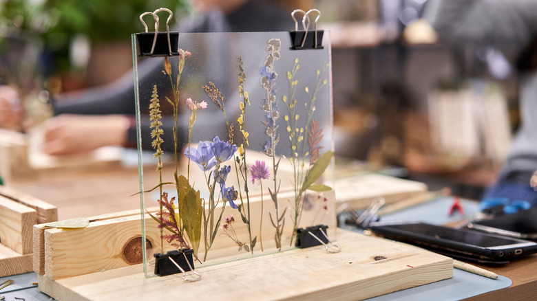 herbarium framed in glass