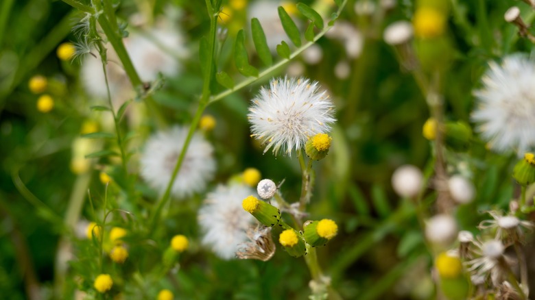 common groundsel flowering and seeding