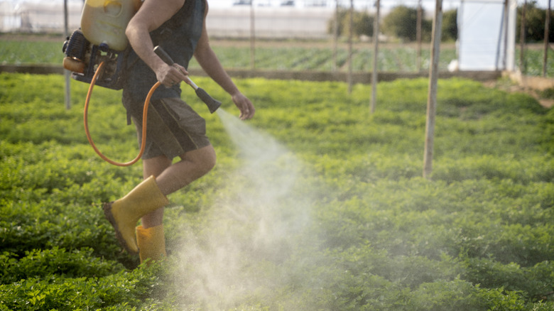 person spraying herbicide in field