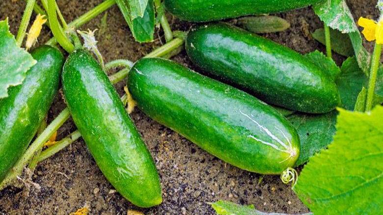 Cucumbers in a garden 