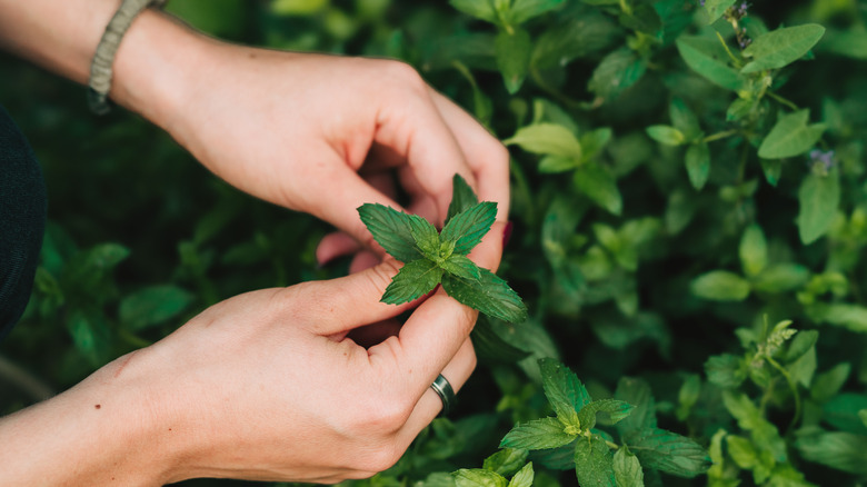 Hands holding mint 