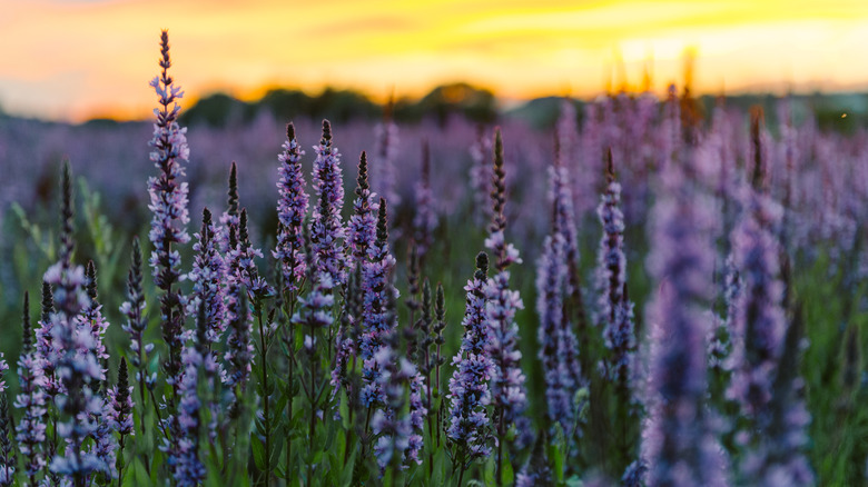 Lavender plants