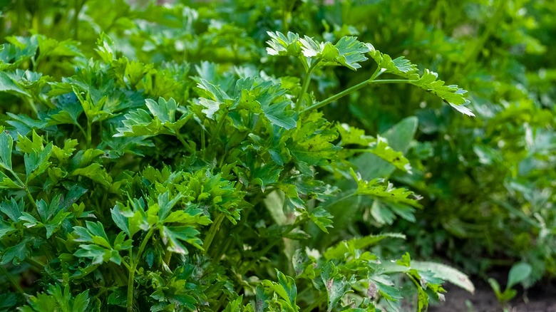 Parsley in a garden