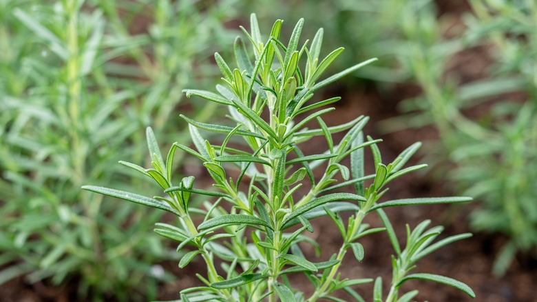 Rosemary in a garden