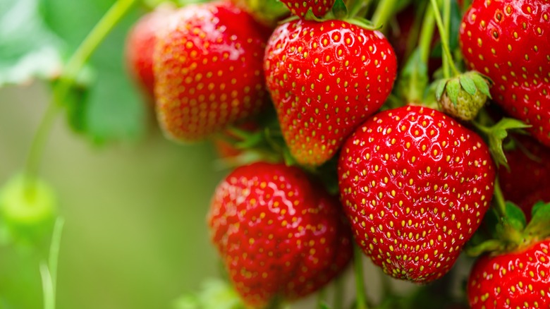 Strawberry plant