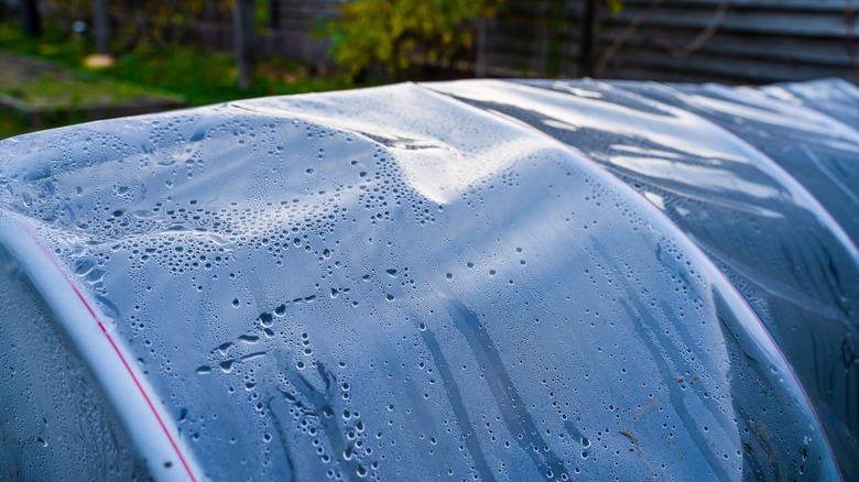 condensation inside homemade greenhouse 