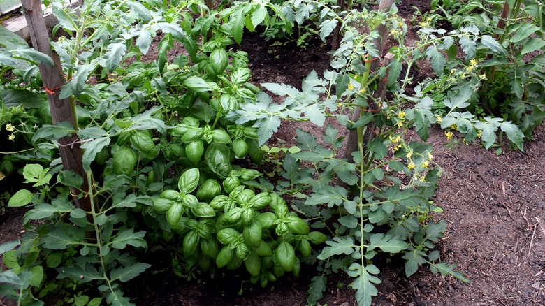 Herbs in greenhouse