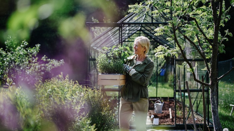 Woman carrying herbs in front of greenhouse 