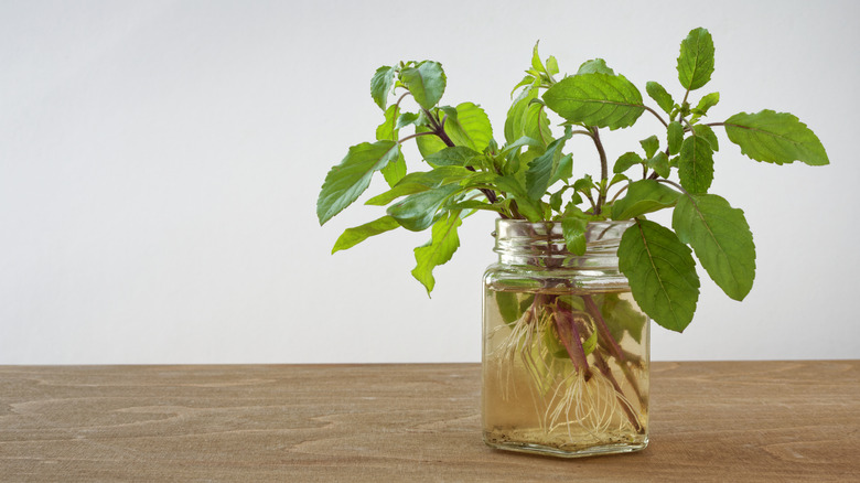 Holy basil propagated in water