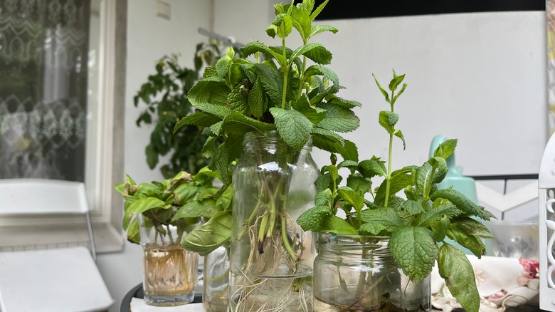 Mint and basil in jars