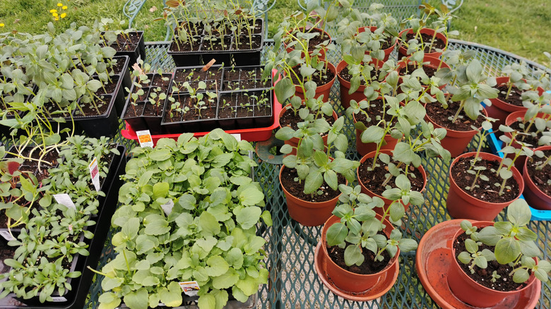 Seedlings getting hardened off outdoors