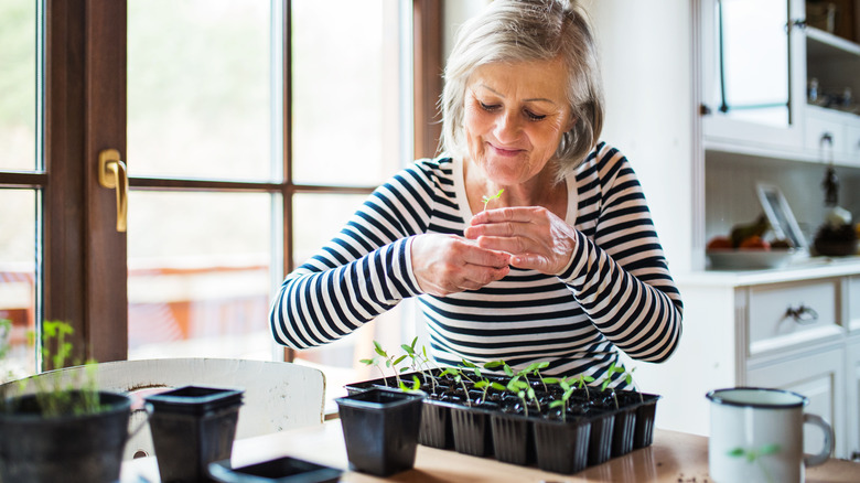 Woman working with small seedling sprouts indoors.