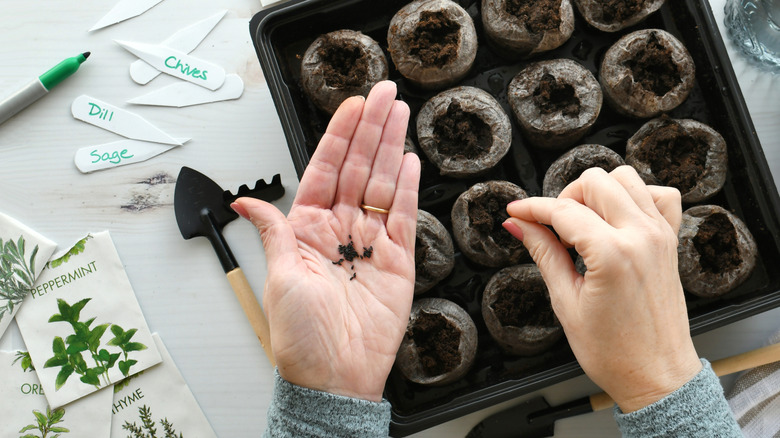 Woman planting herb seeds indoors.