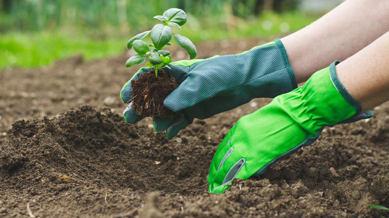 Person planting basil in garden