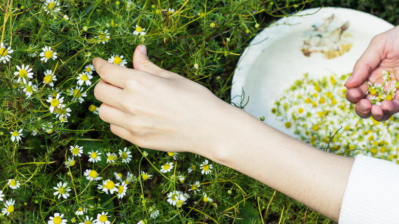 Person picking chamomile flowers