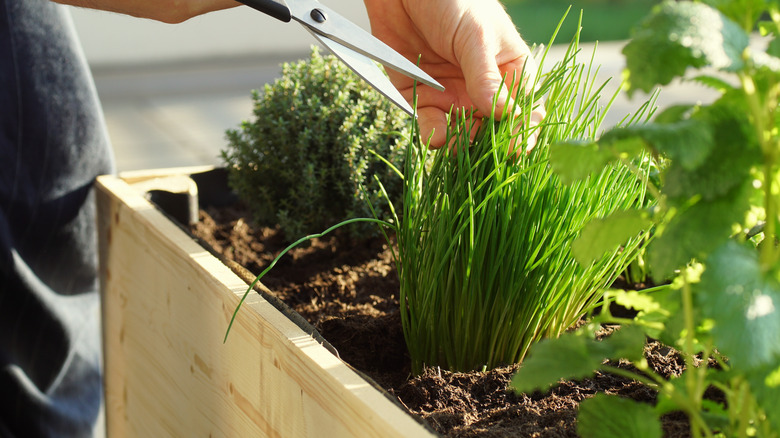 Snipping off fresh chives