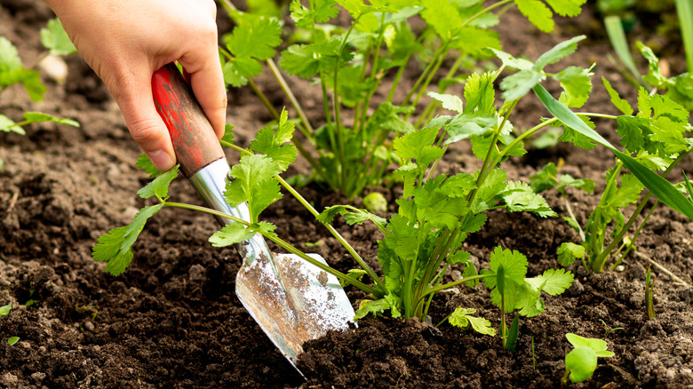 Person harvesting coriander in garden