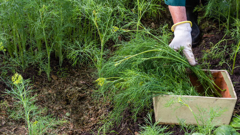 Person harvesting dill