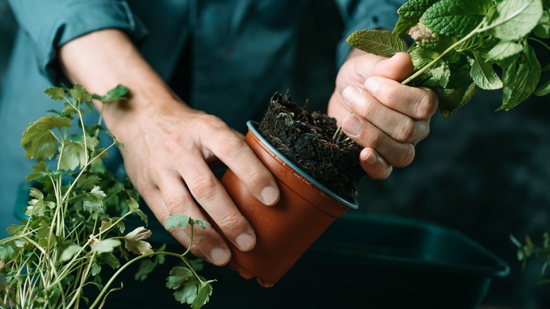 Person planting mint