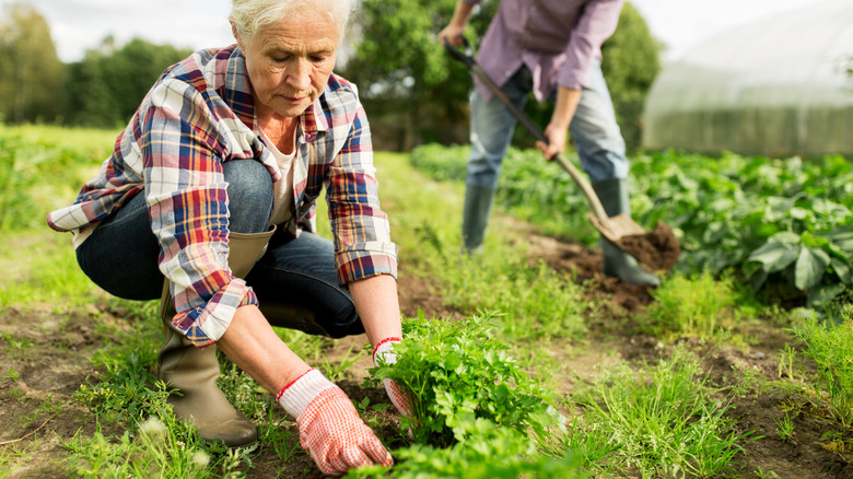 woman planting parsley in garden