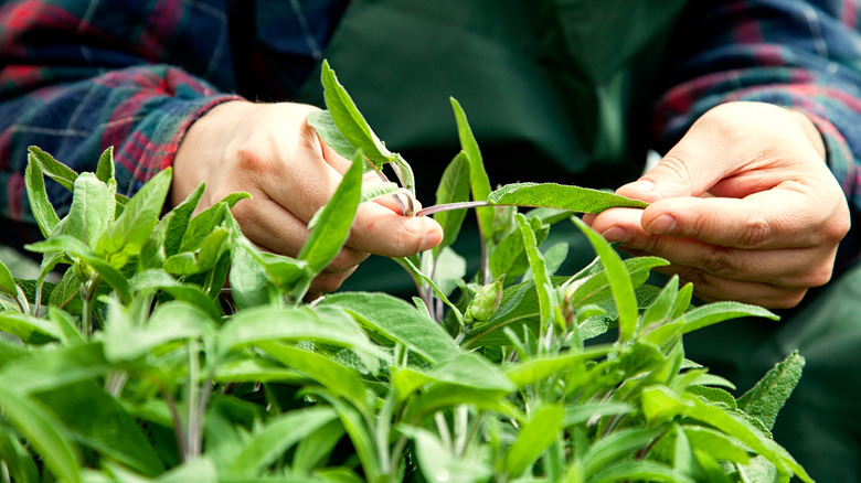 Person studying sage leaves