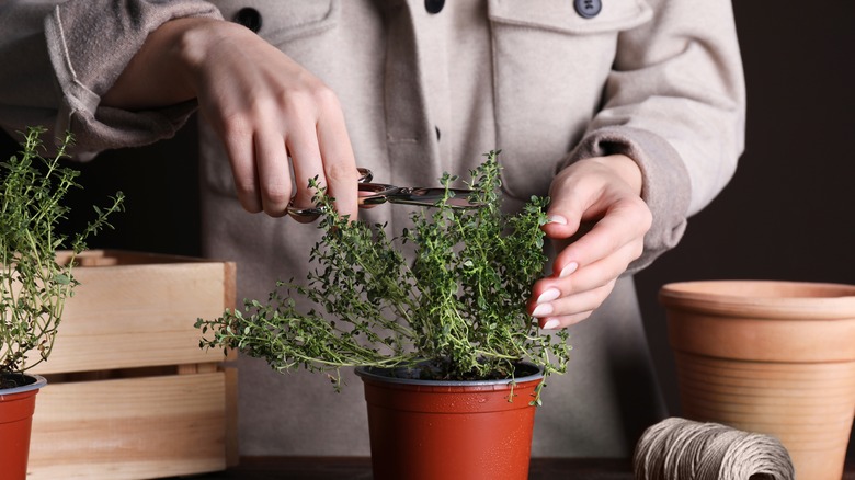 Snipping potted thyme sprigs