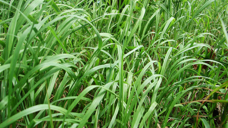 big bluestem green grass