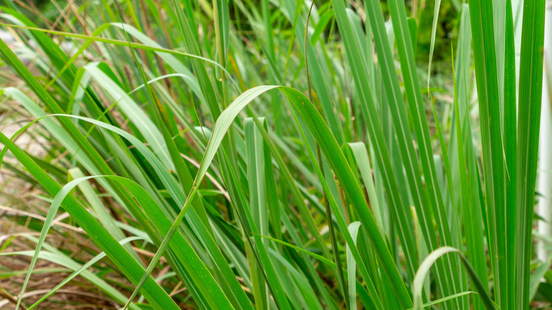 eastern gamagrass green blades