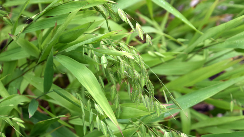 blooming northern sea oats