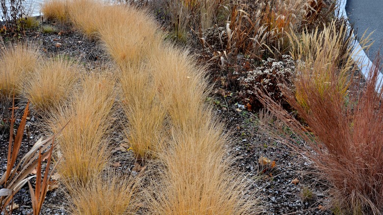 little bluestem in a landscape