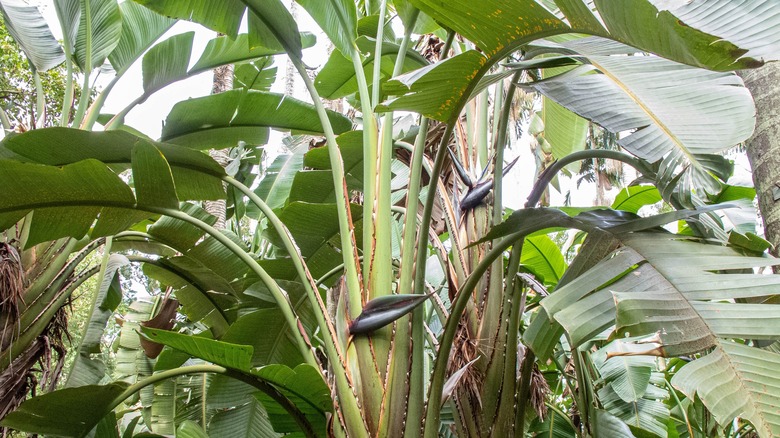 Strelitzia nicolai outdoors