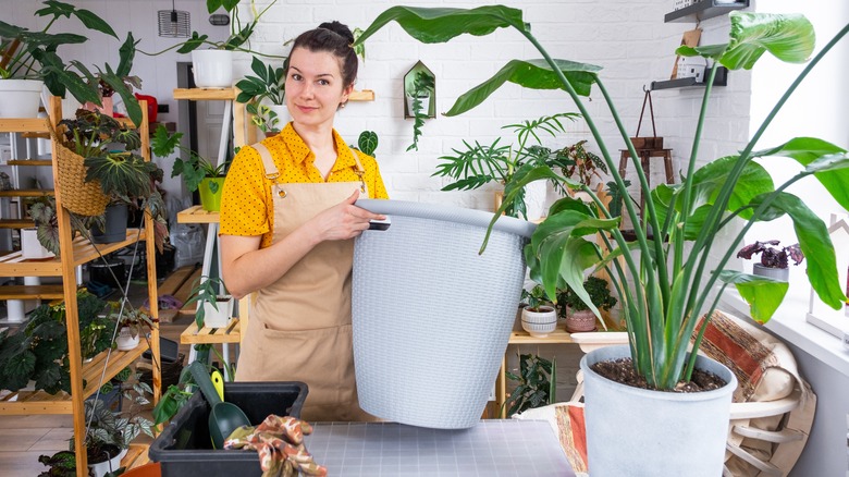 woman repotting bird of paradise