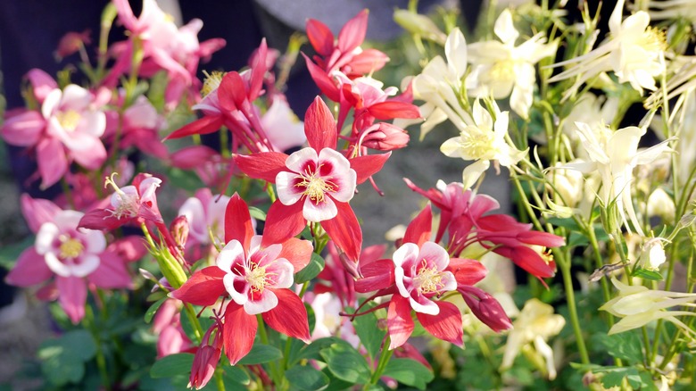 A garden has pink, red, and white columbines growing.