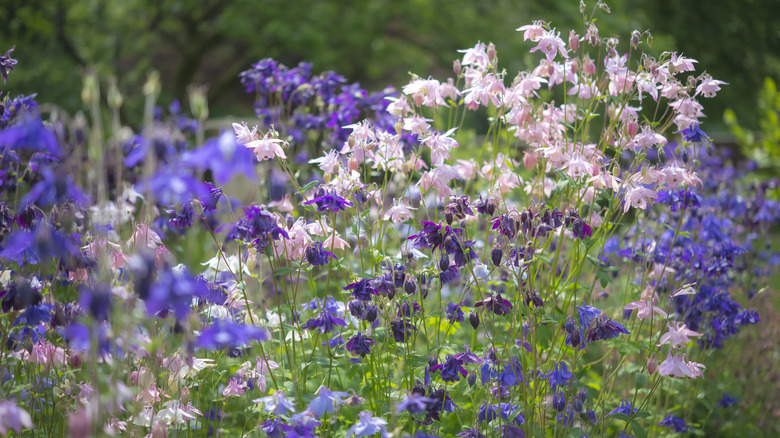 Multiple colors of columbines grow in a cottage style garden.