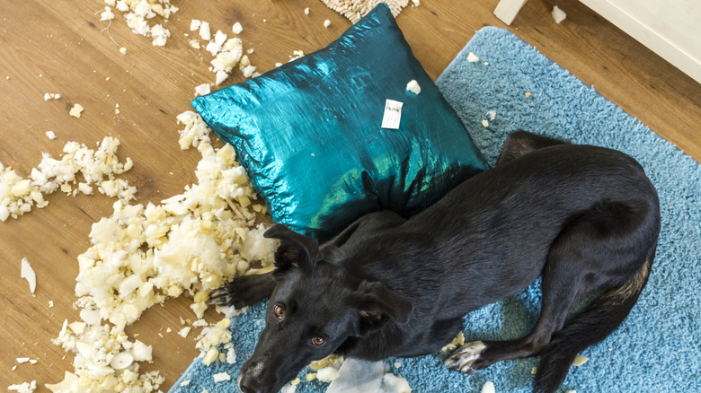 Dog ripping up cushion