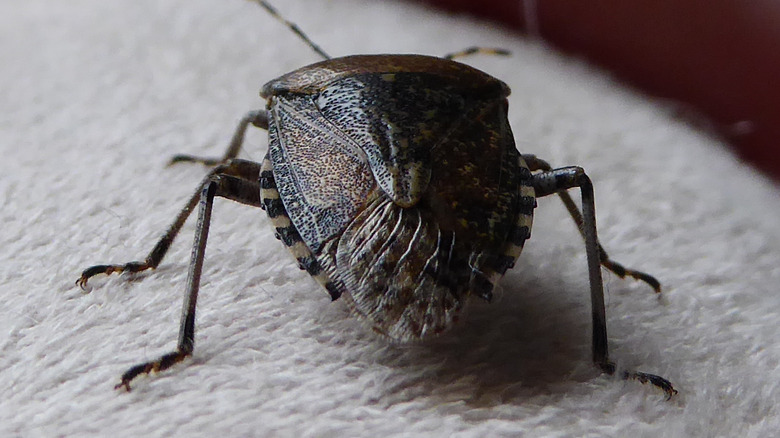 Stink bug on cushion