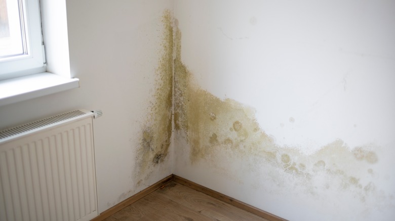 water stain on wall