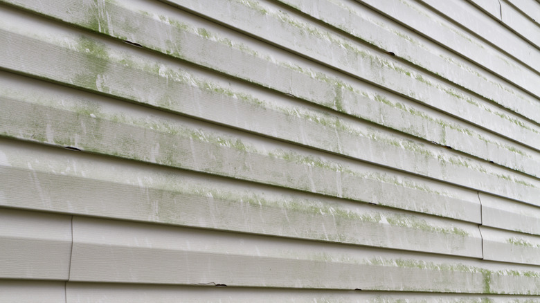 mold on siding