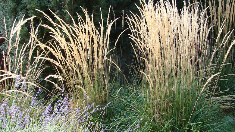 Calamagrostis grass