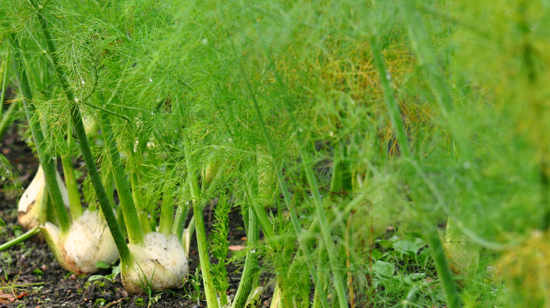 fennel plants