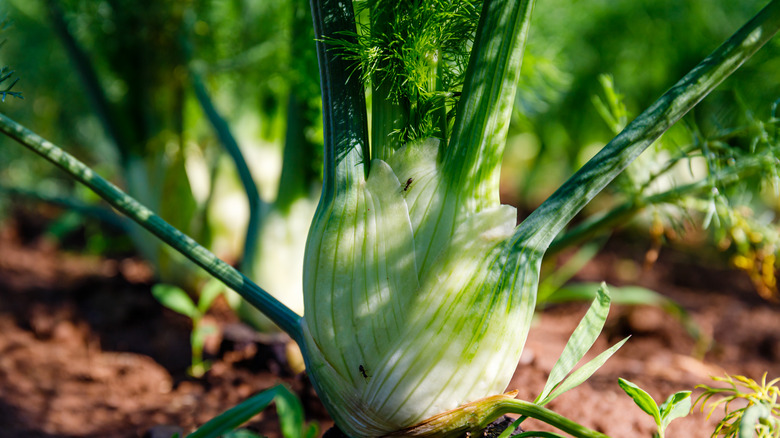 fennel bulb in soil