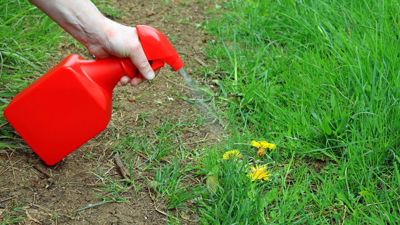 Person spraying dandelions