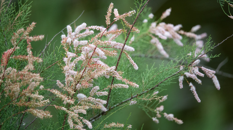 flowering branches of tamarisk