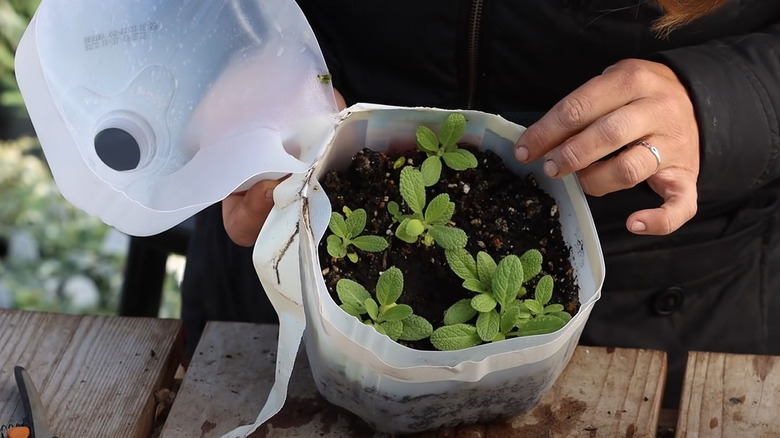 Milk jug with sprouts