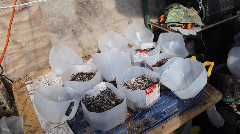 Preparing milk jugs for winter sowing 